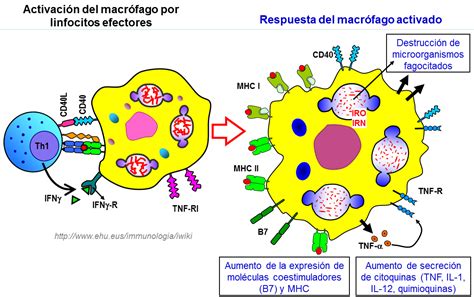 Diagrama De Macrófagos