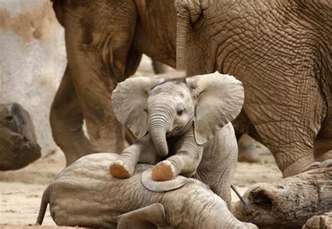 Six Facts About Baby Elephants Adorable Photos That Will Instantly