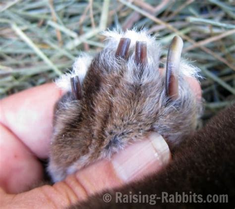 Trim Claws Easy Claw Clipping As Part Of Rabbit Grooming Pet Bunny