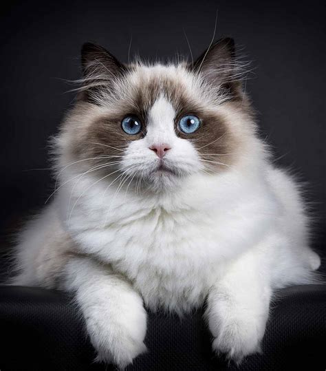 The Best Food For Ragdoll Cats