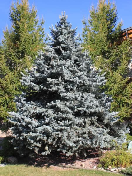 Blue Spruce And Colorado Spruce Tree Seedlings For Sale Treetimeca