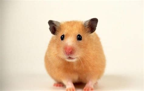 Hamster Wallpapers Hd Smashing Collection Of Impressive