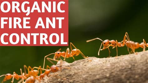 Get 44 Get Ridred Ants