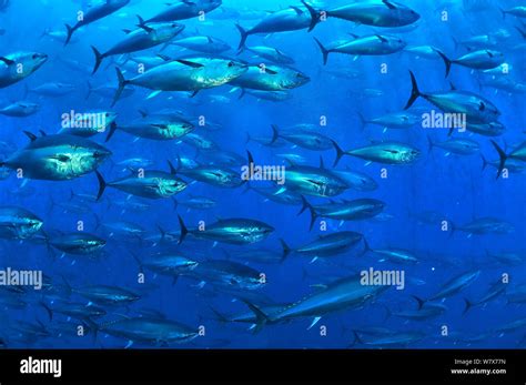 Atlantic Bluefin Tuna Thunnus Thynnus Within Tuna Farm Containing