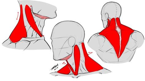 Neck Muscles Basic Anatomy Study By