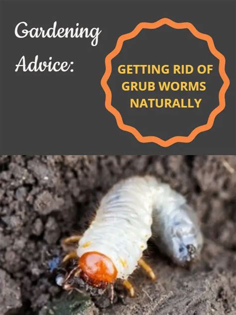 How To Get Rid Of Grub Worms In Your Lawn