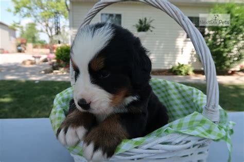 Mom is 45lb australian shepherd, dad is 120lb bernese mountain dog. Bear: Bernese Mountain Dog puppy for sale near Kalamazoo ...