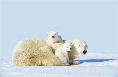 Mother Polar Bear With Cubs Canada Photograph By Art Wolfe