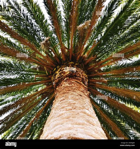 Close Up Of A Big Palm Tree In Sunshine Stock Photo Alamy