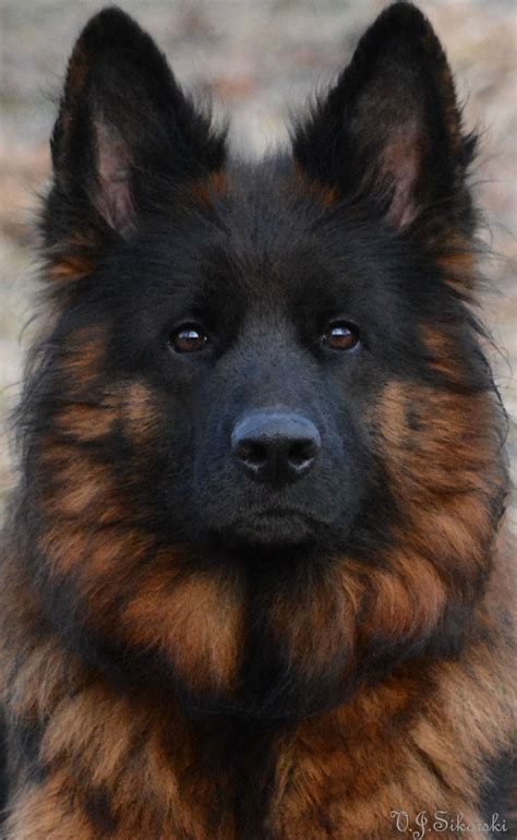 Long Haired German Shepherd Breeders Nova Scotia