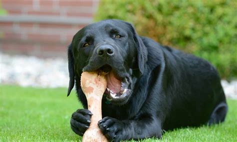 The 7 Best Bones And Chews On Chewy Today A Z Animals