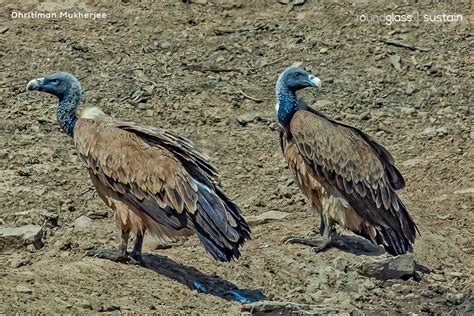 World Wildlife Day 2023 The Gods Of Scavenging Meet The Vultures Of The Indian Subcontinent