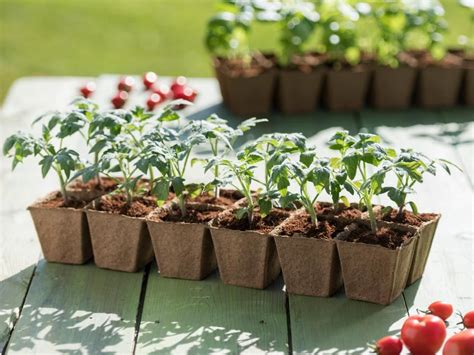Follow This Easy Step By Step Guide To Begin Your Own Veggie Garden
