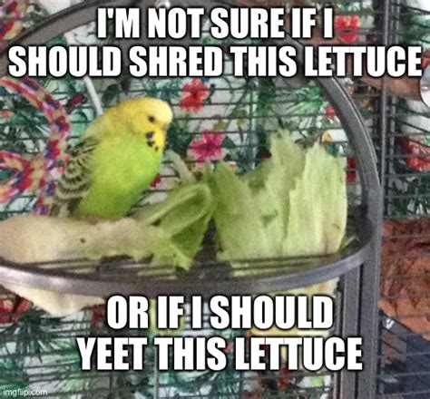 Budgie Memes And S Imgflip
