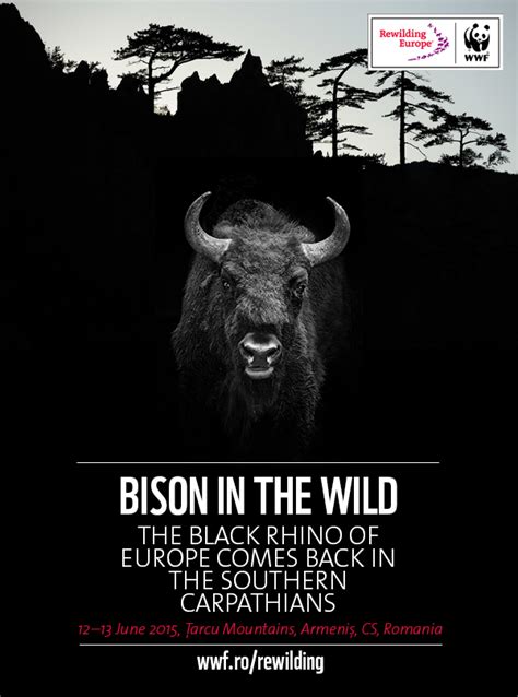 Bison In The Wild The Second Bison Release In Romania Begins Wwf
