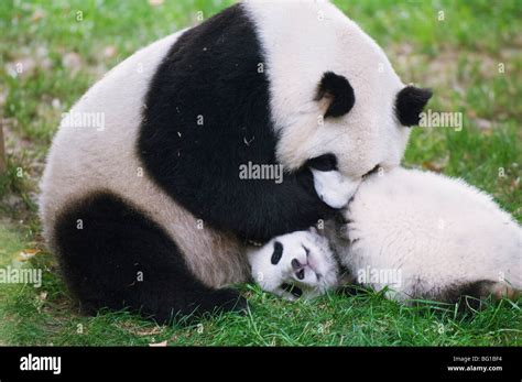 Panda Gigante Jugando En Chengdu Panda Reserva Provincia De Sichuan