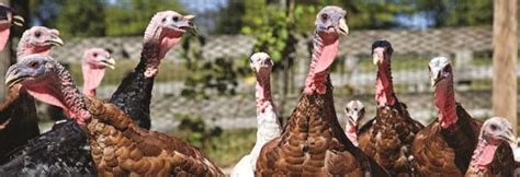 Farm Fresh Turkey Production Teagasc Agriculture And Food