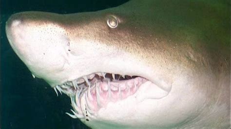 Man Punches Shark To Save Woman Latest News Videos Fox News