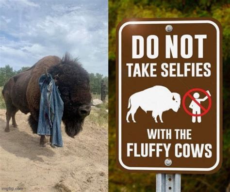 Don T Take Selfies With The Fluffy Cows Imgflip