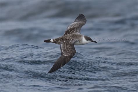 Details Great Shearwater Birdguides