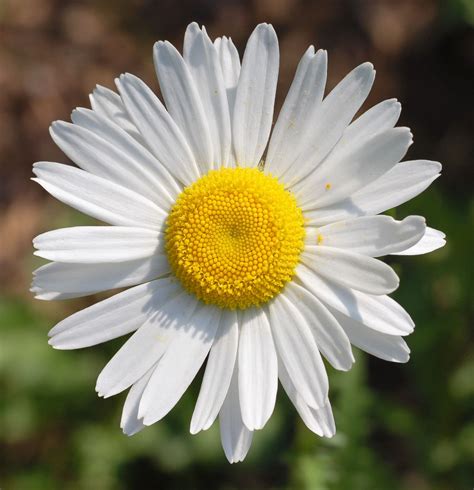 White Daisy Daisy Flower Seeds Wild Flowers