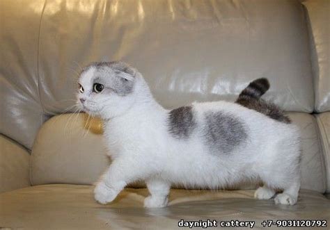 Photos Scottish Fold Munchkins Breeder Of Scottish Folds Lolcats Cute