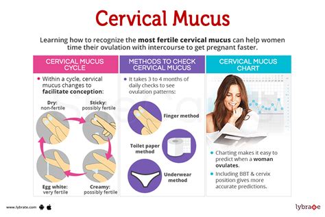 Cervical Mucus Human Anatomy Picture Functions Diseases And