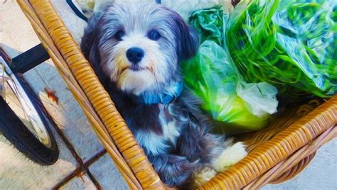 Plain pork is safe for dogs to eat, as long as you keep it simple and leave off the bells and whistles people tend to cook with. Can Dogs Eat Green Beans? Are Green Beans Safe For Dogs in 2020 | Can dogs eat, Green beans, Dog ...