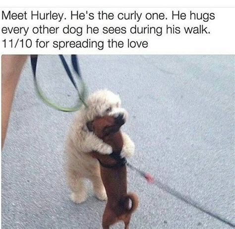 Hurley The Hugging Dog Funny Animal Pictures Cute Funny Animals Dog