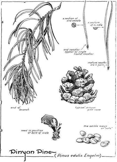 Pinyon Pine Pinus Edulis Engelm Botanical Art Historical Pine
