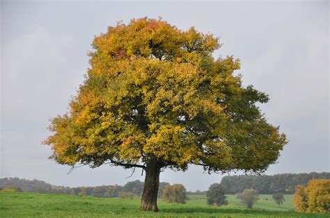 Free Images Meadow Leaf Season Majestic Shrub Deciduous Oak