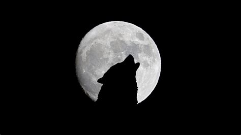 Download Wallpaper 1366x768 Full Moon Wolf Howl Bw Tablet Laptop Hd