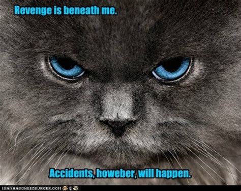 26 Cat Memes Revenge Factory Memes