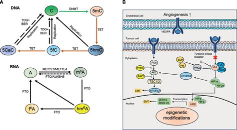 Frontiers The Roles Of Base Modifications In Kidney Cancer
