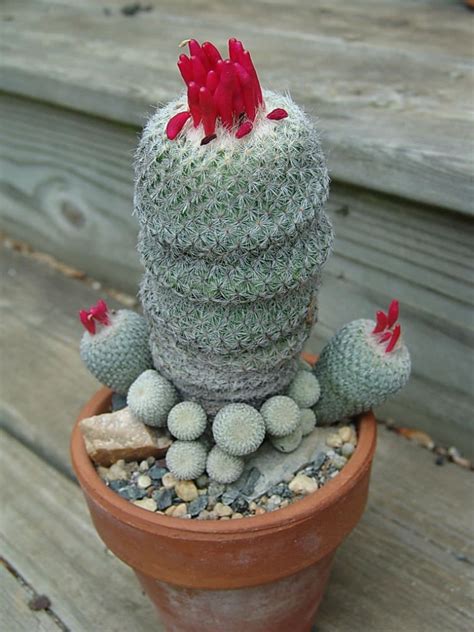 There are around 2000 different species of cactus that differ in size, shape, color and type of habitat. Epithelantha micromeris (Button Cactus) | Cactus plants ...