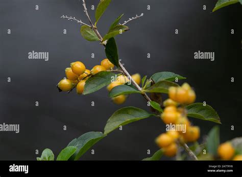 Orange Berries Growing On A Bush Florida Stock Photo Alamy