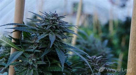 Purple Skunk Strain Complete Cannabis Review Info