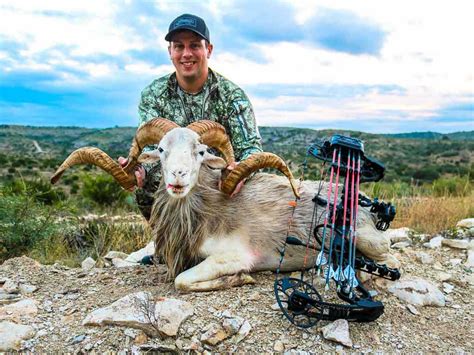 Texas Dall Sheep Hunting 18000 Acres In Texas 60 Species Ox Ranch