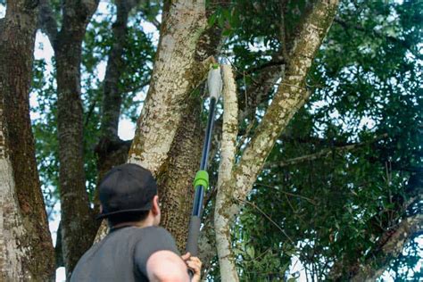 Tree Branch Cutter 7 Ways To Cut Tree Branches Or Limbs That Are Too