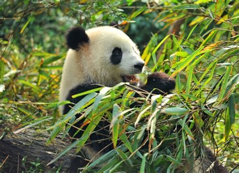 Panda Monium Nature The Earth Times
