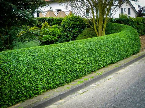 Privet Hedge What You Need To Know The Dirt Doctors