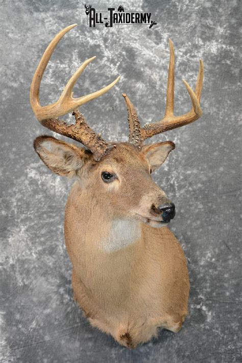 Whitetail Deer Taxidermy Mount For Sale Sku 1090 All Taxidermy