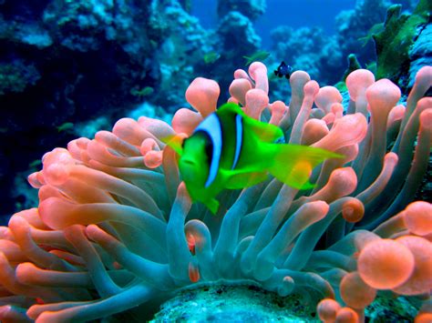 46 Flowery Sea Anemone Infinite World Wonders