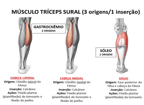 Triceps Sural Anatomie