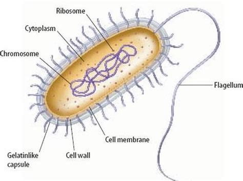 Bacteria Kingdom Biology Notes For Igcse 2014