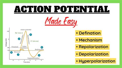 Action Potential Depolarization Repolarization Refractory Period