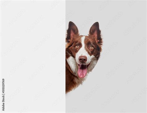 Do Border Collie Ears Stand Up