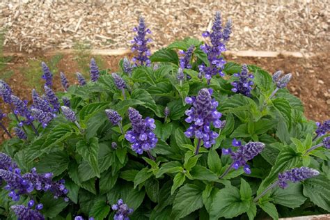 Victoria Blue Salvia Plant Care And Growing Guide