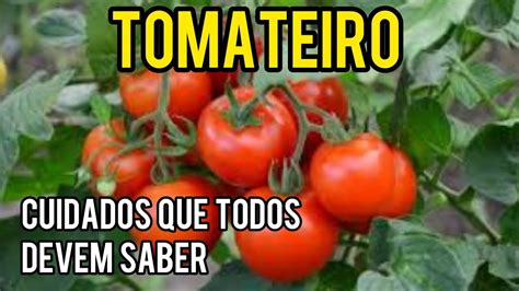 Tomateiro Como Cuidar Da Planta Do Tomate Youtube