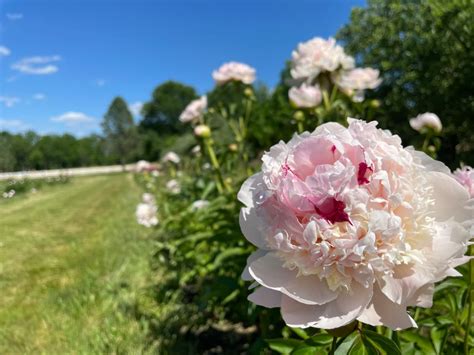 how to plant peony tubers in the fall dengarden